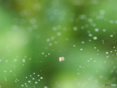梅雨本番
