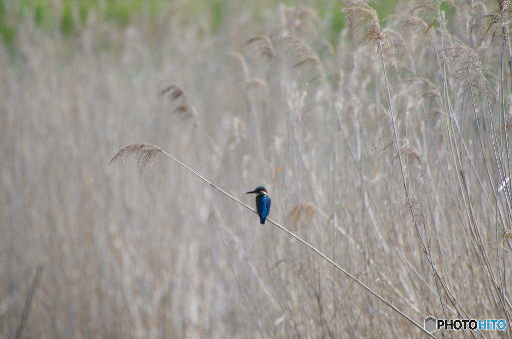 晴れた日の試し撮り