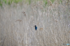 晴れた日の試し撮り