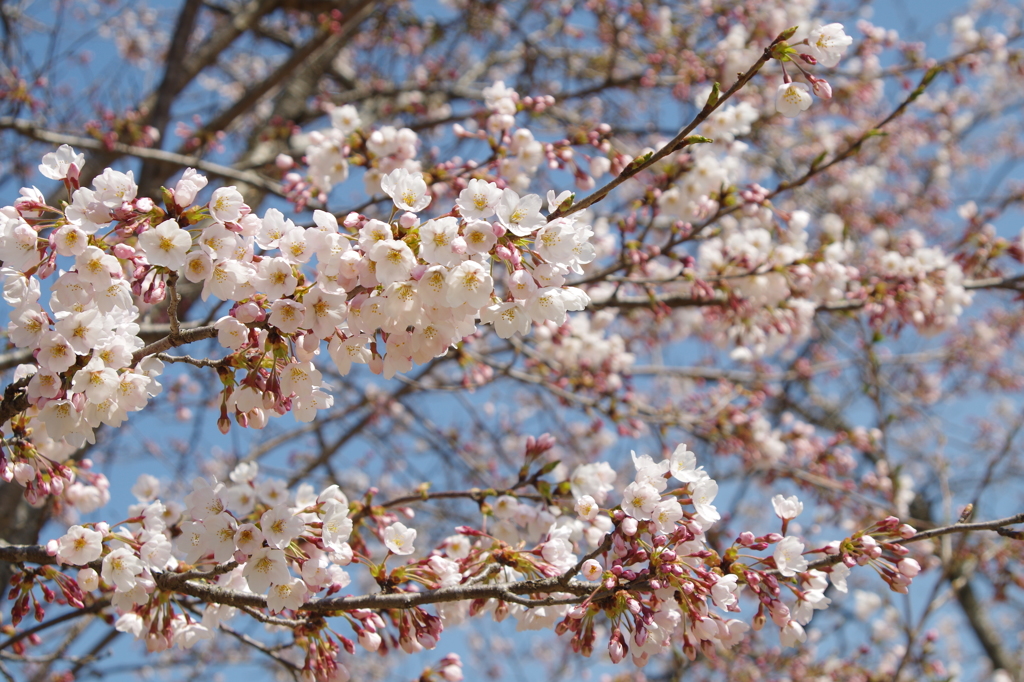 桜咲く！