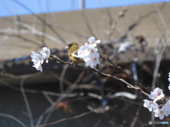 桜＆カワラヒワ