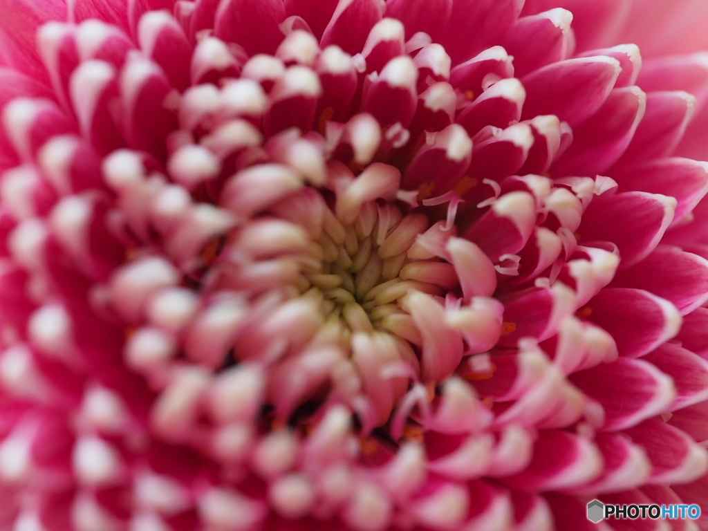 マクロで撮る花　４