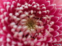 マクロで撮る花　４