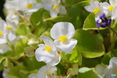 マクロで撮ればそれなりに・・