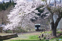 桜　まだ　咲いてた