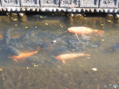 今日の鯉