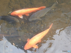 今日の鯉
