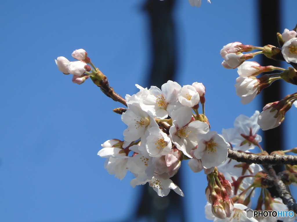 桜　咲く
