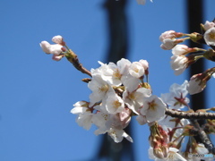 桜　咲く