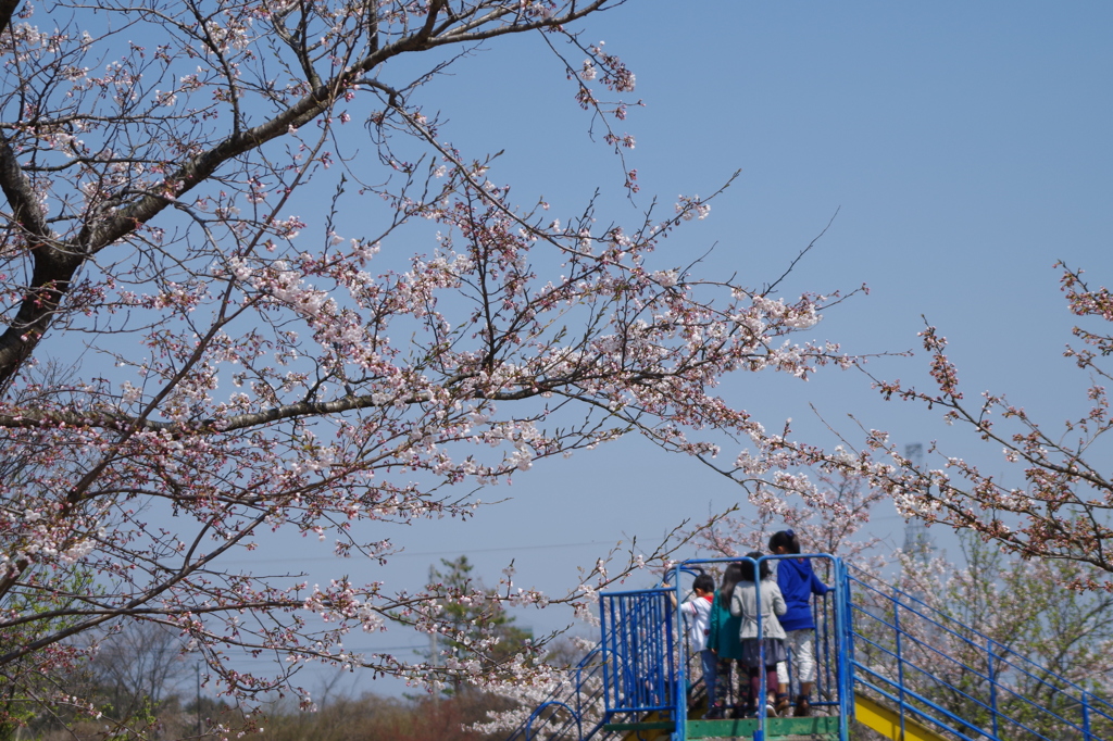 桜と子ども