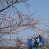 桜と子ども