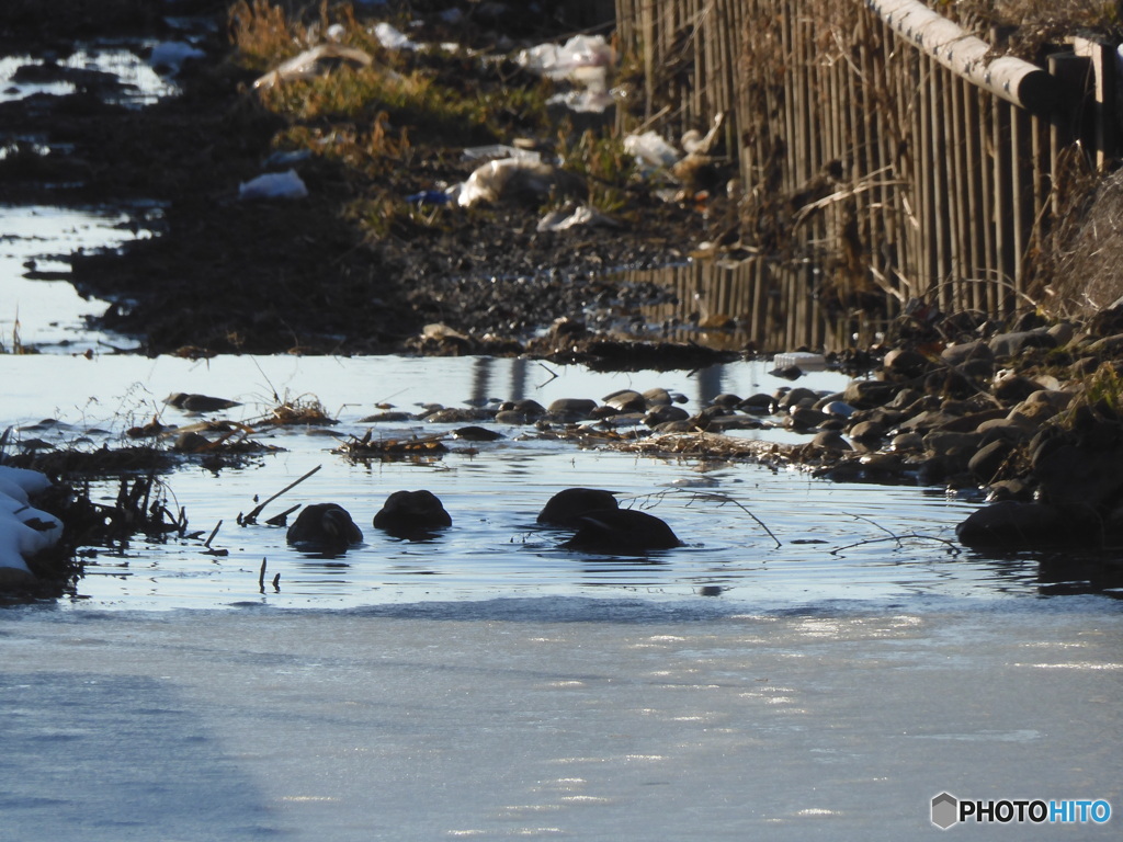 氷が解けて　鴨