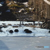 氷が解けて　鴨