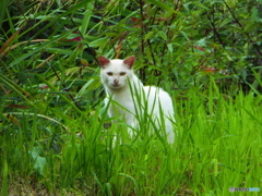 草むらに猫
