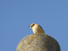 聞いた事のないような鳴き声