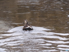 緒絶川に鴨