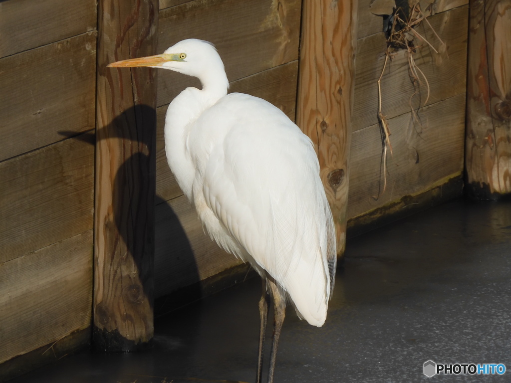 どうやってエサをとるの？