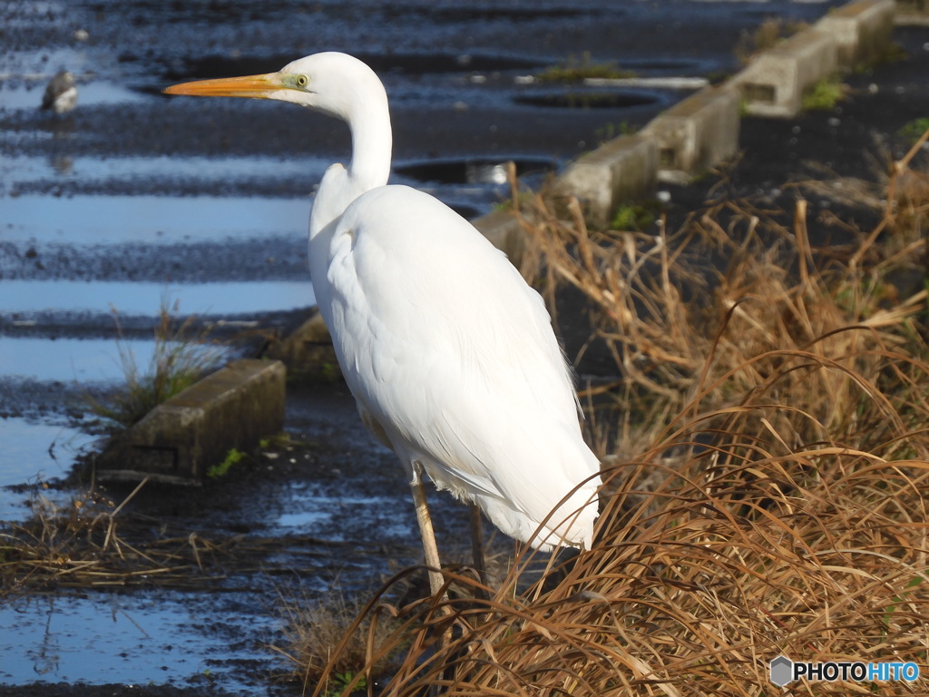 工事現場のサギ