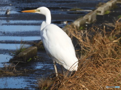 工事現場のサギ