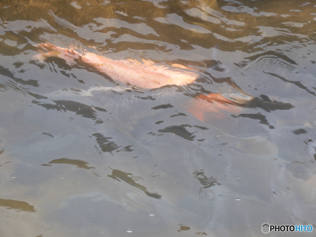 今日の鯉２