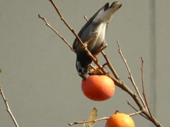 食らいつく