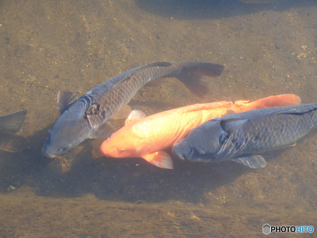今日の鯉
