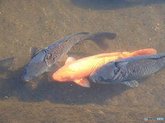 今日の鯉