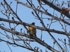久々に、桜の木にジョウビタキ