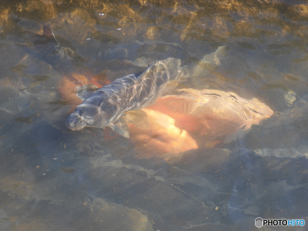 今日の鯉