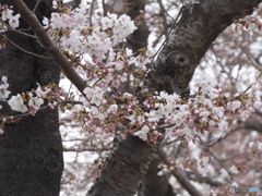 朝はつぼみだったのに・・・