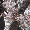 朝はつぼみだったのに・・・