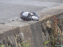 まったり