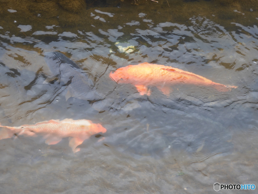 今日の鯉