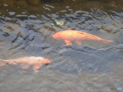 今日の鯉