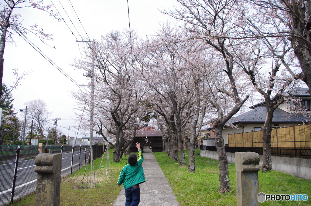 神社の桜