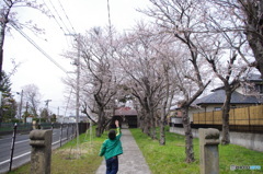 神社の桜