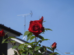 隣の薔薇