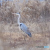 アオサギ