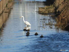 サギに鴨