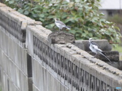 カメラ目線のセキレイ