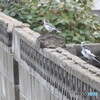 カメラ目線のセキレイ
