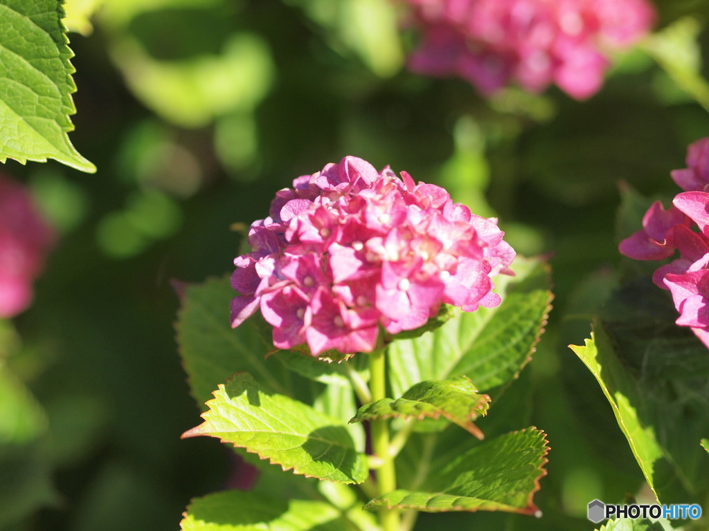 紫陽花