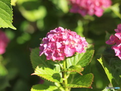 紫陽花
