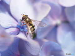 紫陽花の蜜を吸う