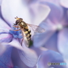 紫陽花の蜜を吸う