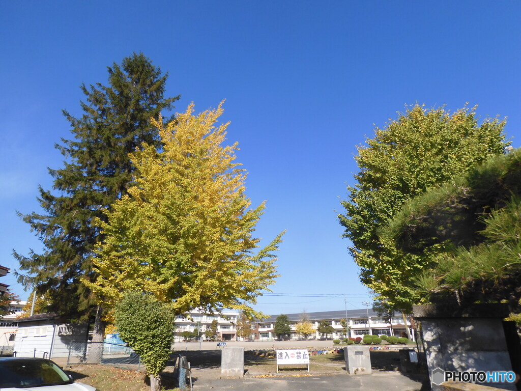 母校の紅葉