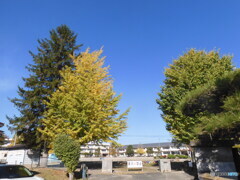 母校の紅葉