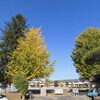 母校の紅葉