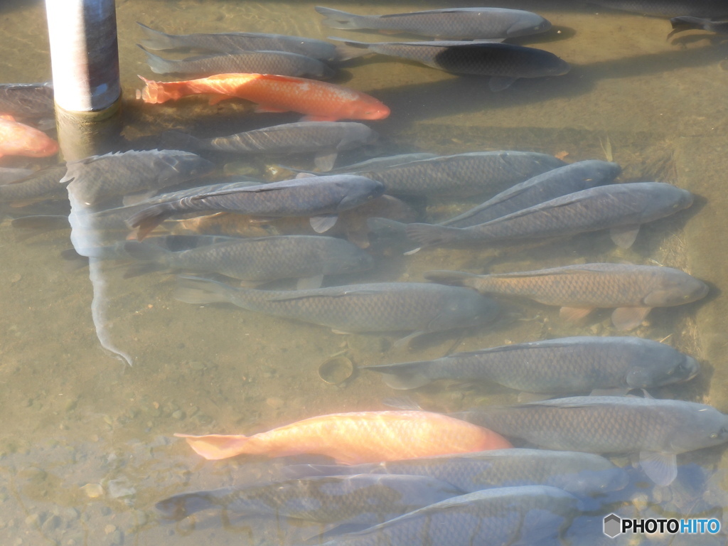 今日の鯉