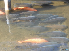 今日の鯉